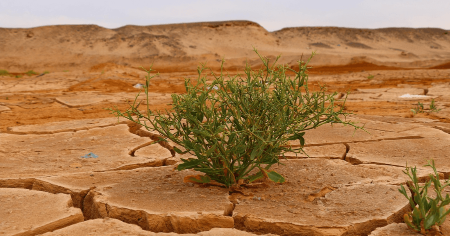 kl&iacute;ma reziliencia &uacute;tmutat&oacute;